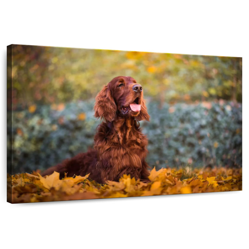 Irish Setter In Autumn, 8" H x 12" W