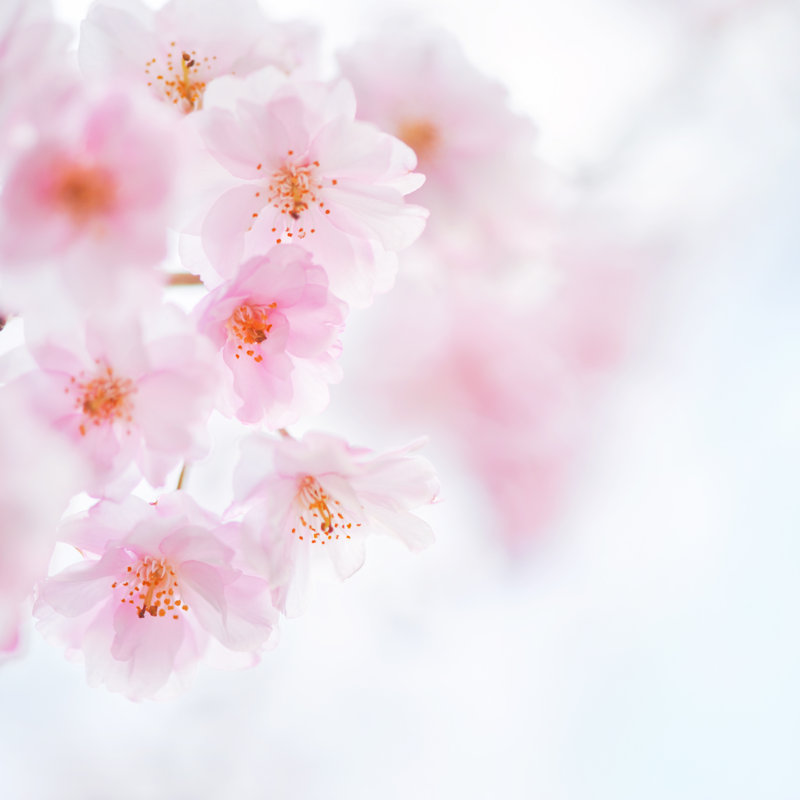Cherry Blossom - Wrapped Canvas Print, 122cm H x 122cm W x 3.8cm D