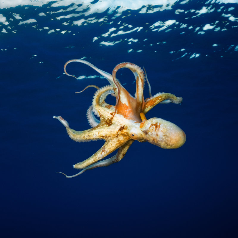 Octopus by EXTREME-PHOTOGRAPHER - No Frame Print on Canvas, 30cm H x 30cm W