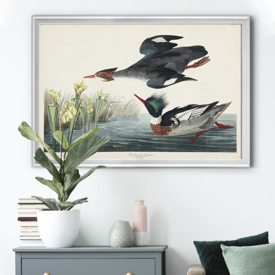 Red Breasted Merganser - reproduction d'art sur toile encadrée