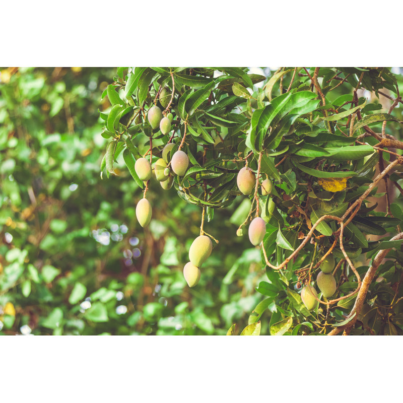 Mango Tree by Mmeemil