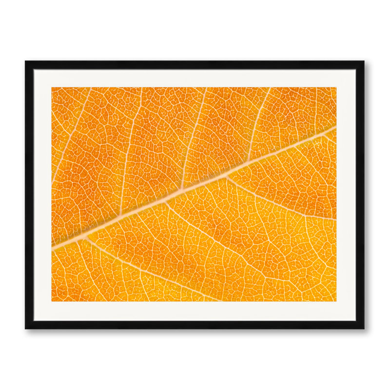 Autumn Leaf Print by Philippe Monthoux, Black Framed Paper, 24" H x 30" W