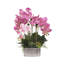Orchid in Pot