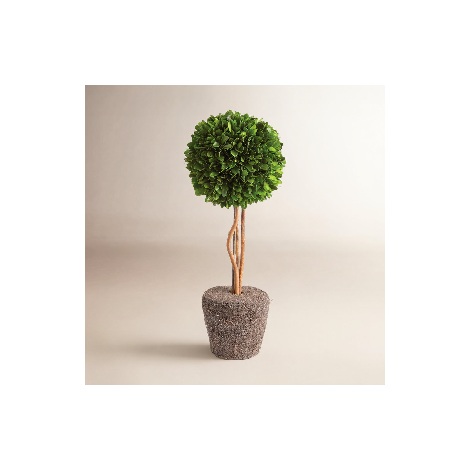 Alby Faux Boxwood Topiary in Planter, 16" H x 6.5" W x 6.5" D