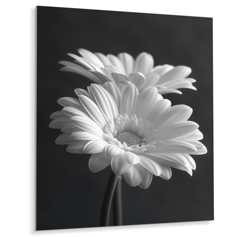 Monochromes noir et blanc «Bliss Daisy Photo I» - impression d'art mural marguerites, Métal métal, H 12 po x l 20 po