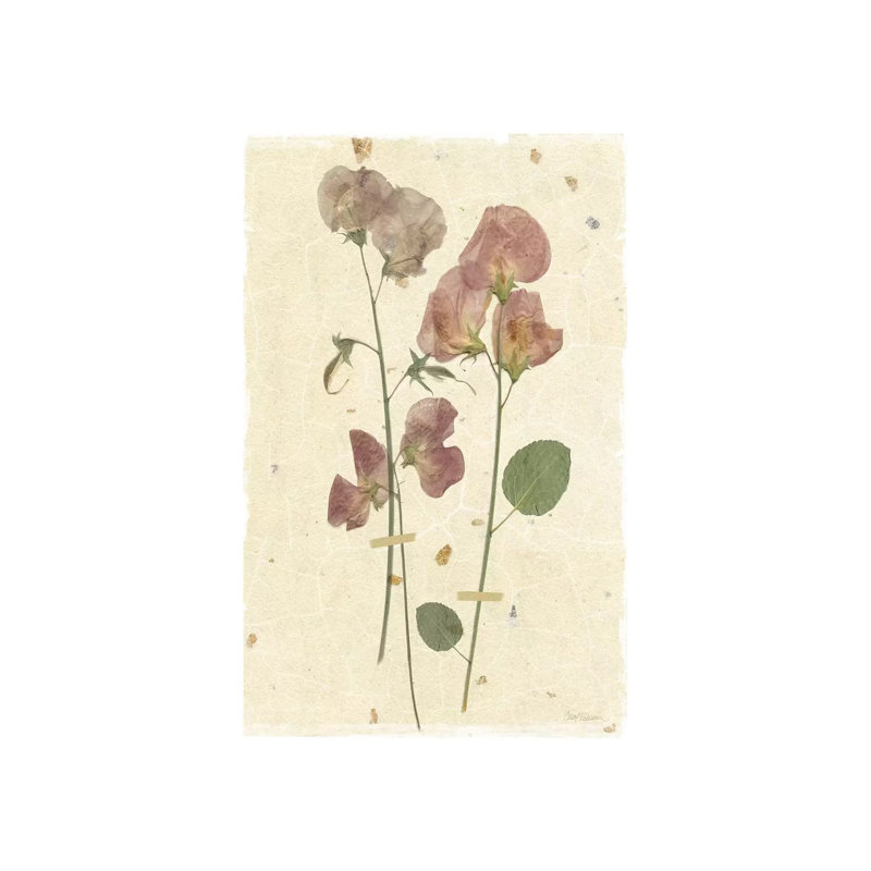 Pressed Sweetpea by Carol Robinson - Wrapped Canvas Print, 20.32 cm H x 30.48 cm W