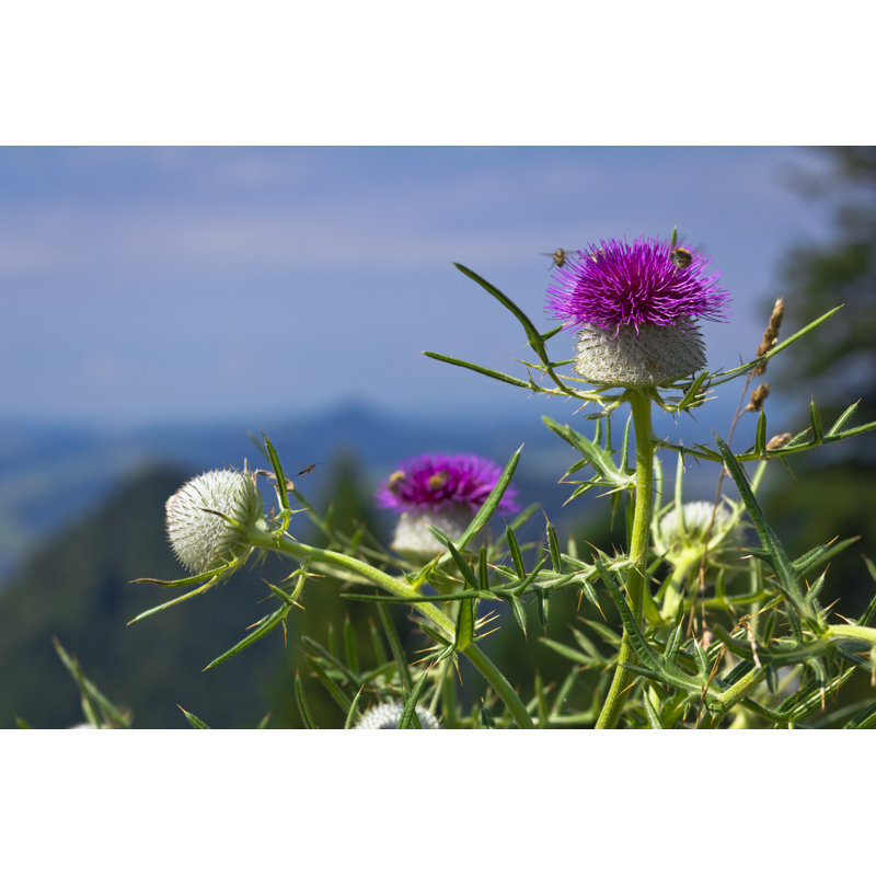Scotch thistle flowerhead, 51cm H x 76cm W