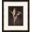 Sepia Flowers 15 Giclee Print