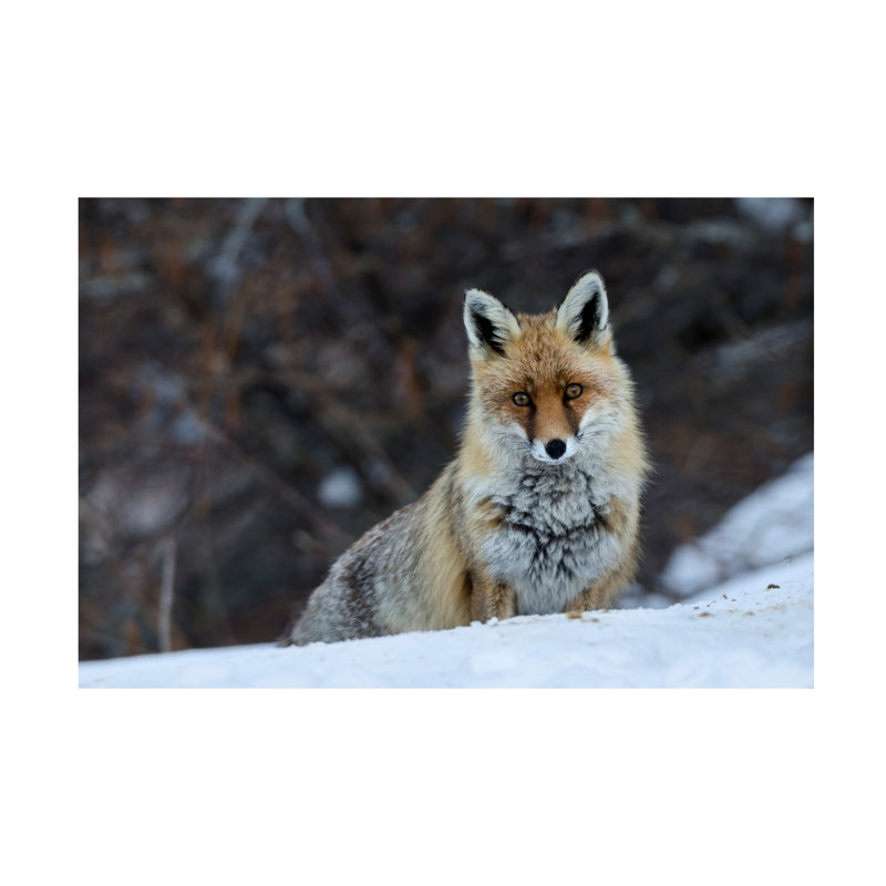 Art sur toile renard bolich, Jure Jauregui, H 12 po x l 19 po