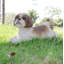Statue d'un shih tzu allongé-1058368217