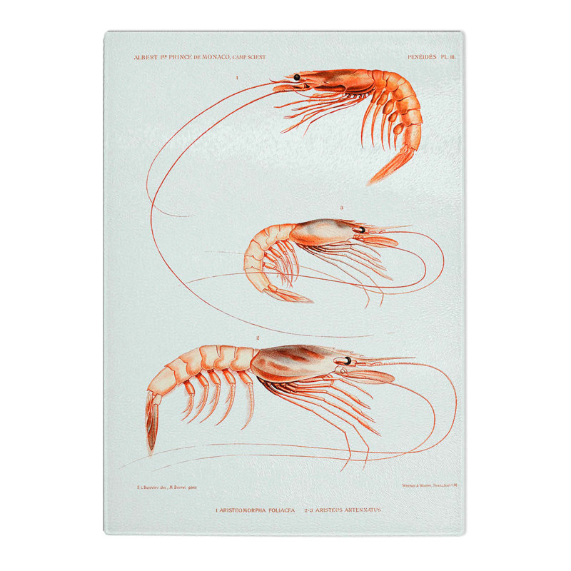 Tempered Glass Shrimp Illustrations by Albert I Chopping Board, 28.5 cm x 39 cm