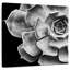 Harnek Echeveria-109204440