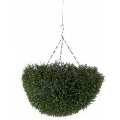 Cedar Plant