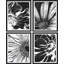 «Black Sunflowers Floral Botanical», impression sur papier 4 pièces-97782205-97782208