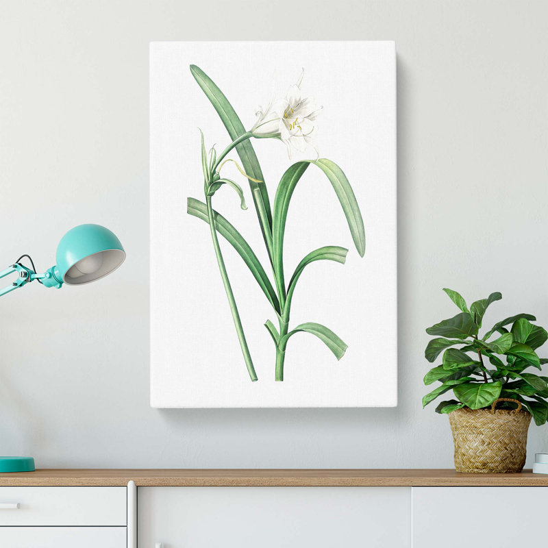 Peruvian Daffodil Flower by Pierre-Joseph Redoute - Wrapped Canvas Print, 76cm H x 50cm W x 3cm D