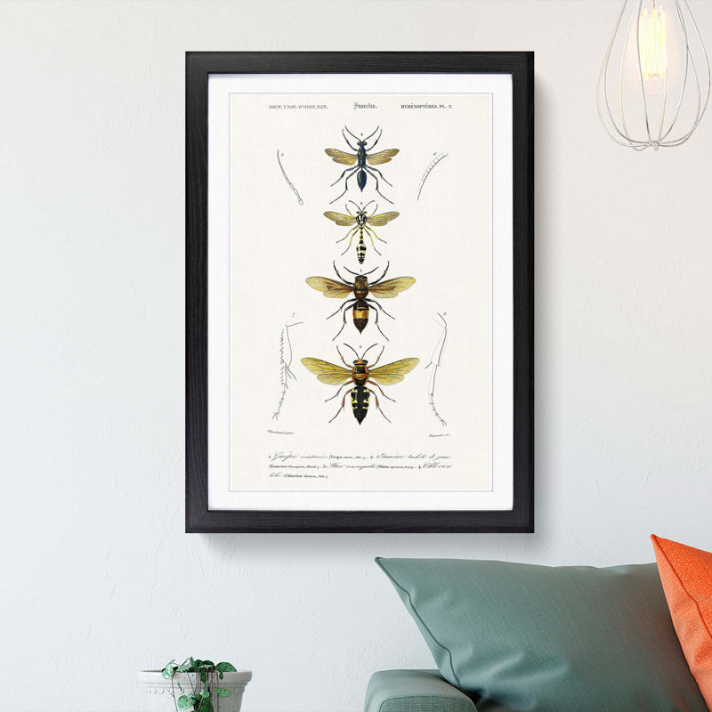 Wasp Illustrations PL. 2 by Charles D'Orbigny - Picture Frame Painting Print, Black Framed, 48cm H x 36cm W x 2cm D