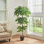 185cm Plant