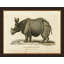 Small Antique Rhino Print