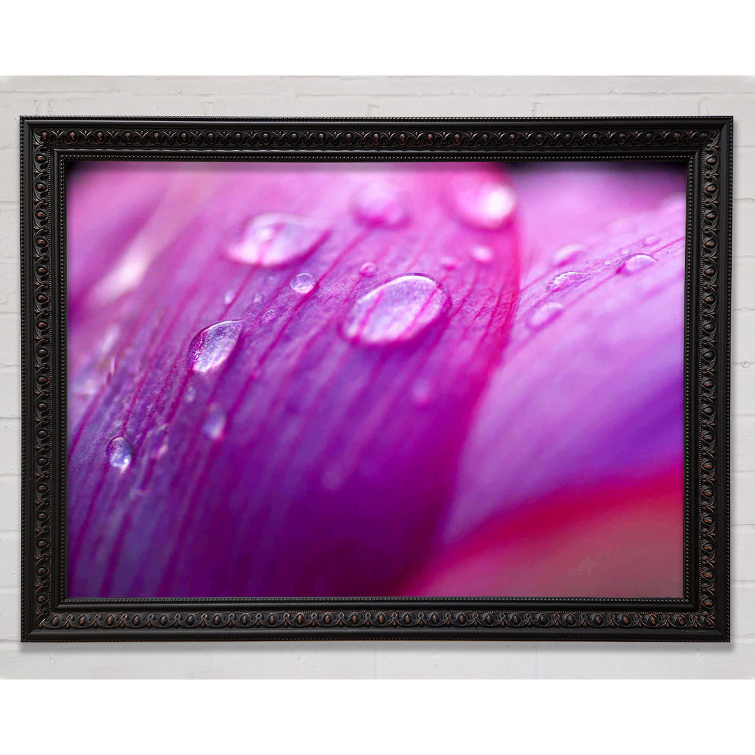 Pink Petal Dewdrop Beauty - Einzelner Bilderrahmen Kunstdrucke