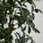 Villanueva 96'' Faux Olive Tree Tree in Pot