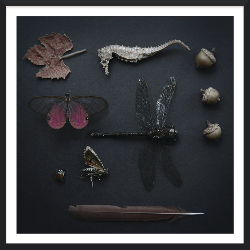 Plum Wings Framed Photographic Print