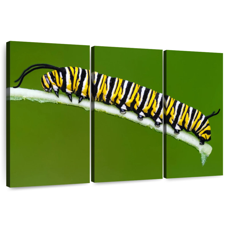 Striped Monarch Caterpillar, 20" H x 33" W