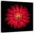 Arney Bright Red Daisy-109221265