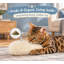 1.11 " H Cat Toys