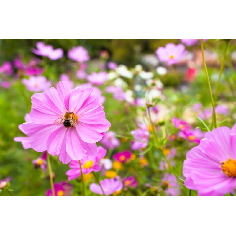 Bees - Wrapped Canvas Print, 30cm H x 46cm W x 3.8cm D