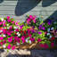 2m Pine Raised Trough Planter-1394207957