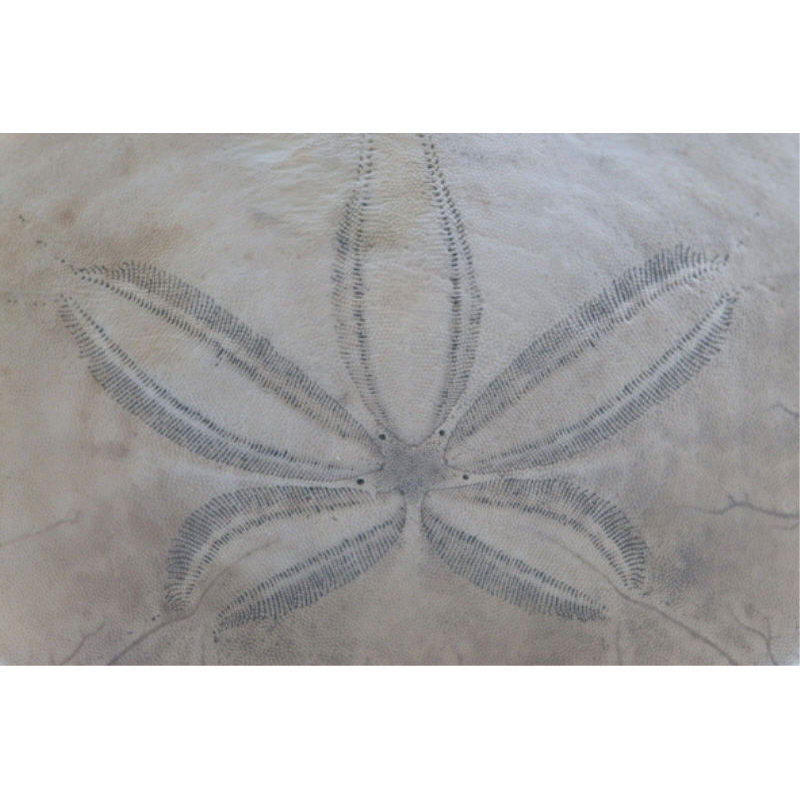 Sand Dollar I Print by Harold Davis, 26" H x 40" W x 1.5" D, Outdoor
