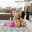 Tassel Area Rugs Washable Bordered Accent Carpet with Non-Slip Backing, Stain-Resistant Farmhouse Floor Cover, Soft Low Pile Indoor Mat for Bedroom, Living Room-20625228