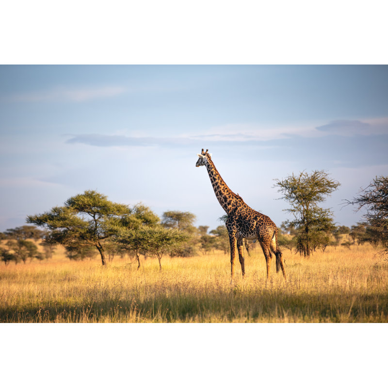 Giraffe In Serengeti National Park by Borchee - Wrapped Canvas Print, 30cm H x 46cm W