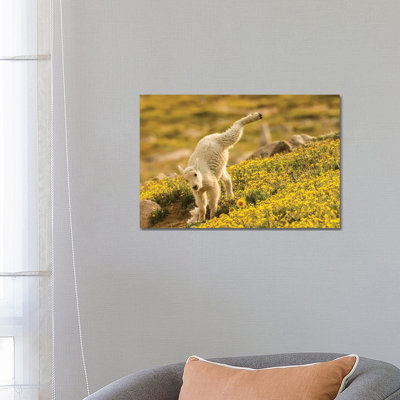 USA, Colorado, Mt. Evans. Mountain Goat Kid Playing. by Jaynes Gallery - Wrapped Canvas Print