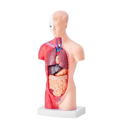 VEVOR Human Body Model, 15 Parts of 11 Pulses, Human Torso Anatomy Model