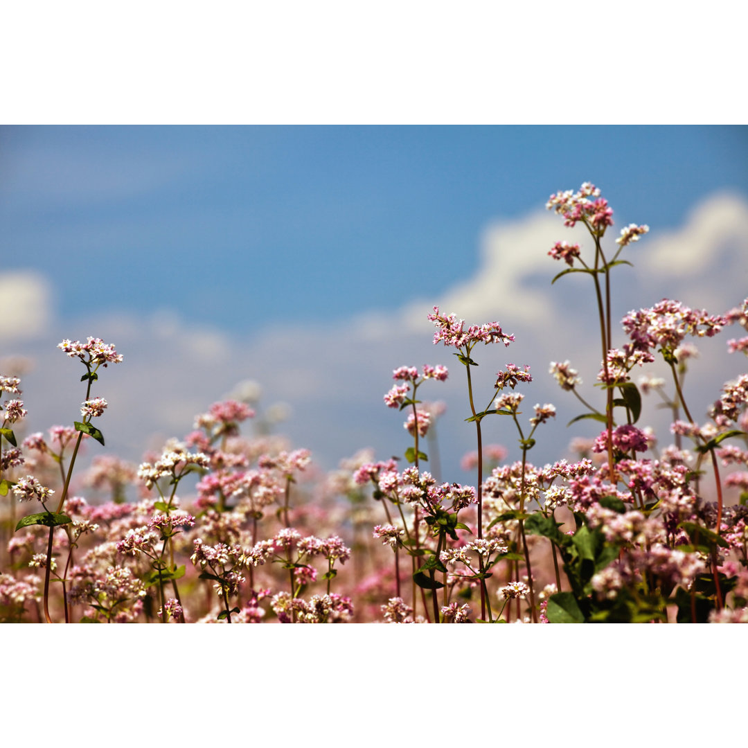 Buchweizenfeld in Blüte von Alle12 - Leinwanddrucke auf Leinwand