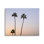 Photographie de Kathy Mansfield - photographie de palmiers tropicaux