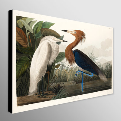 Purple Heron (1827) by John Audubon - Wrapped Canvas Print