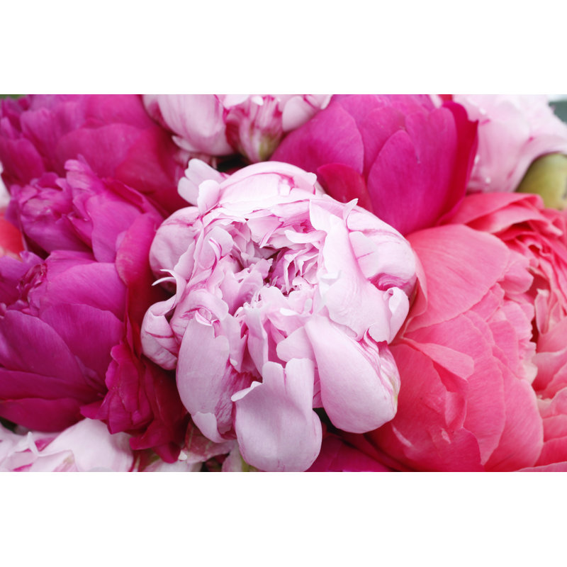 Bouquet With Peonies by GAPS - No Frame Print on Canvas, 20cm H x 30cm W