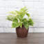 Marble Queen Pothos Plant in Pot-49662255