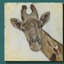 Motif de girafe - reproduction sur toile tendue-2075276054