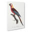 Cuban Macaw Parrot by Sarah Featon - Wrapped Canvas Painting-55342511