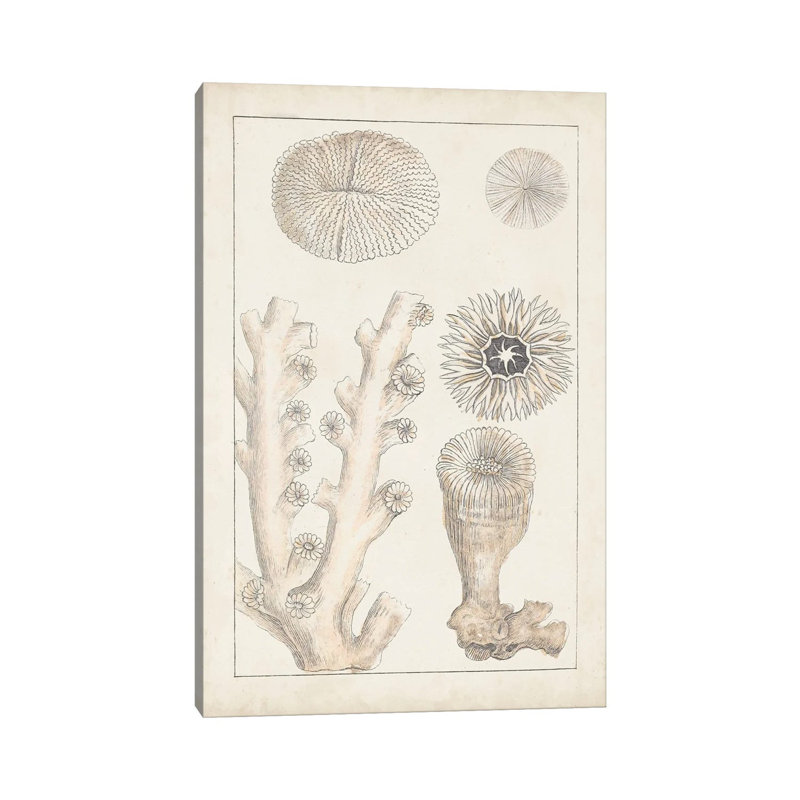 Antique White Coral III by Vision Studio - Wrapped Canvas Print, 20.32 cm H x 30.48 cm W