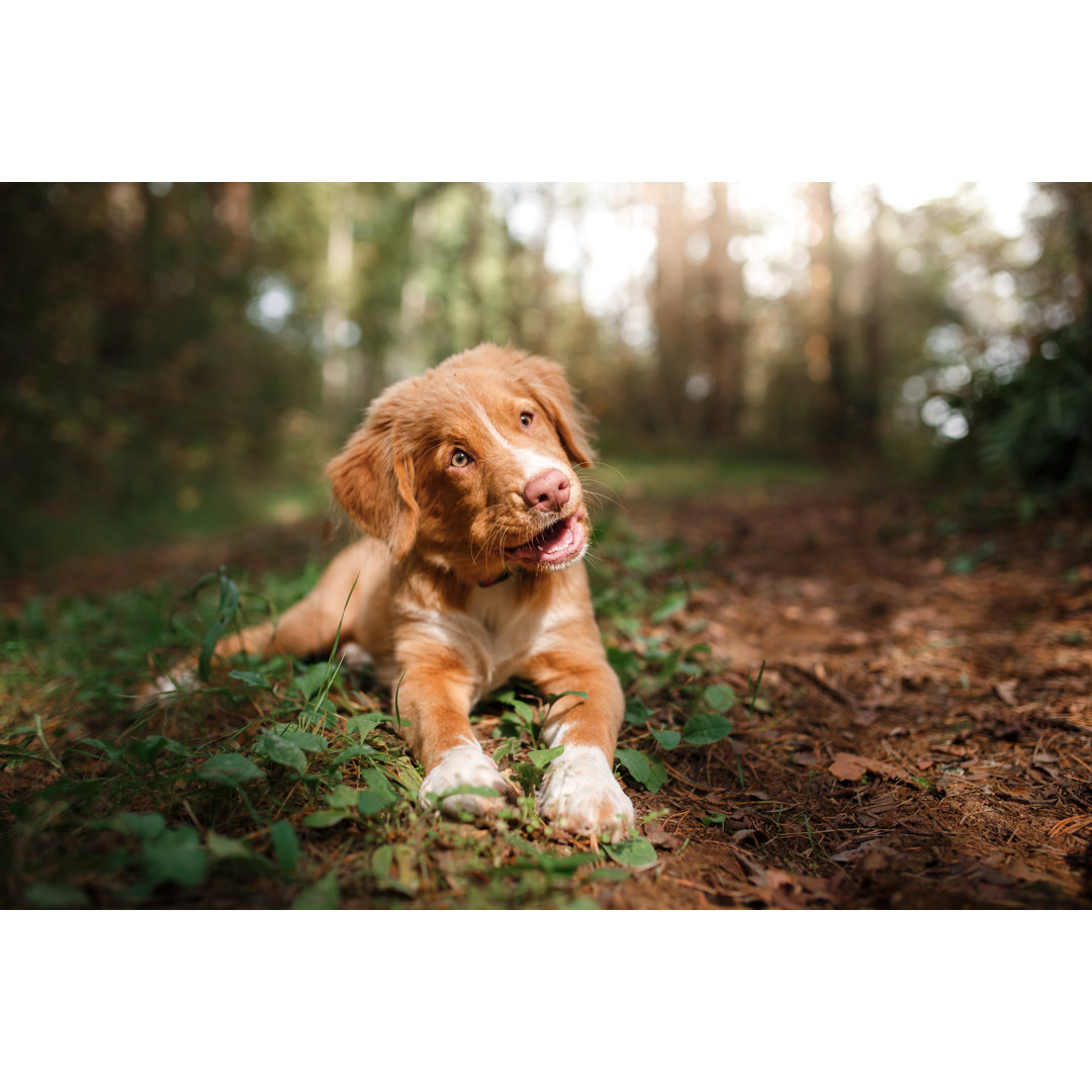 Smiling Puppy Nova Scotia Duck Tolling Retriever by Anna-av - Wrapped Canvas Print