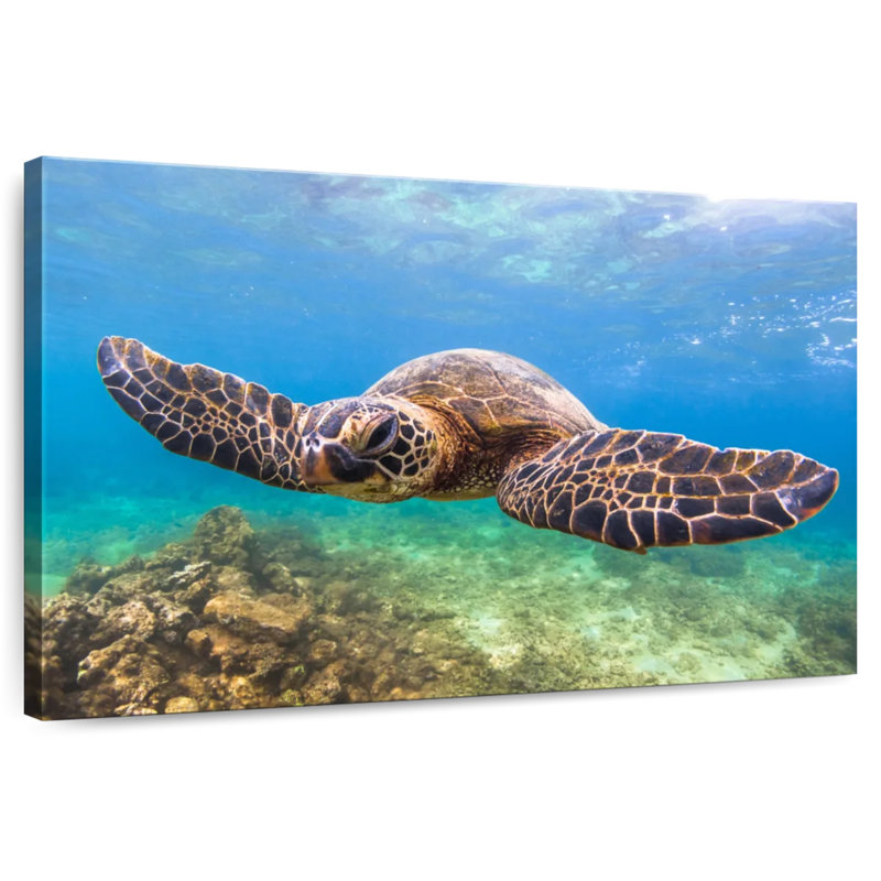 Crowle Flapping Turtle, 20" H x 30" W