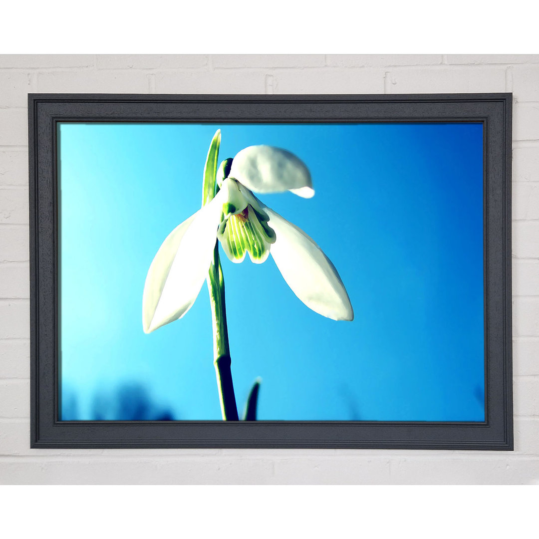 Gerahmtes Wandbild Snowdrop Spring