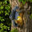 Dragon Tree Hugger Garden Statue with Solar Lantern