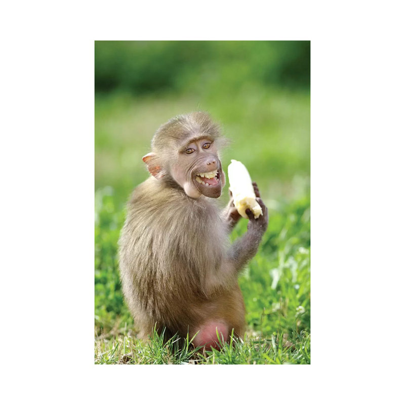 Smiling Monkey by Goran Anastasovski - Wrapped Canvas Print, 20.32 cm H x 30.48 cm W