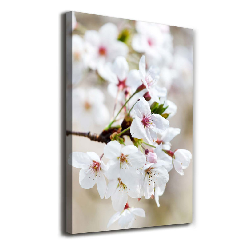 Cherry Blossoms - Wrapped Canvas Print