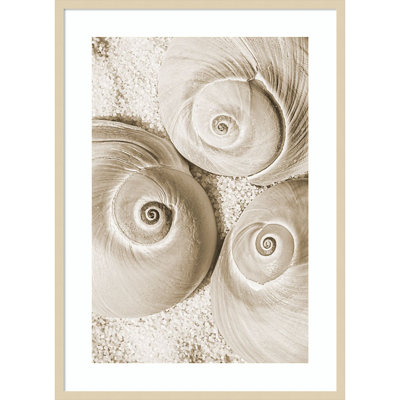 coquillage II par Wood, reproduction d'art encadrée